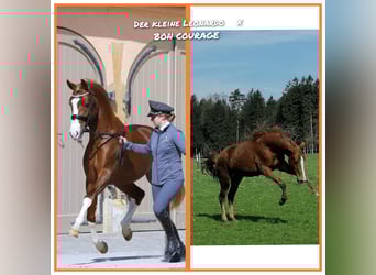 More ponies/small horses, Mare, , 15,3 hh, Chestnut-Red