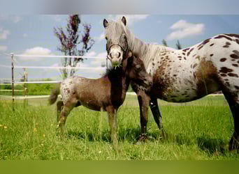 More ponies/small horses, Mare, Foal (04/2025), 8,3 hh, Leopard-Piebald