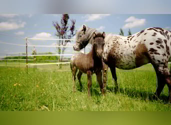 More ponies/small horses, Mare, Foal (04/2025), 8,3 hh, Leopard-Piebald