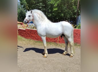 More ponies/small horses Mix, Stallion, 10 years, 13,3 hh, Grey