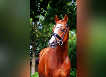 More ponies/small horses, Stallion, 15 years, 14,1 hh, Chestnut-Red