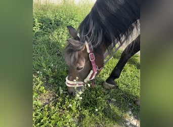 More ponies/small horses, Stallion, 15 years, 14,2 hh, Brown