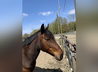 More ponies/small horses Mix, Stallion, 18 years, 14,2 hh, Brown