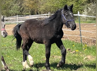 More ponies/small horses, Stallion, 1 year, 12.1 hh, Black