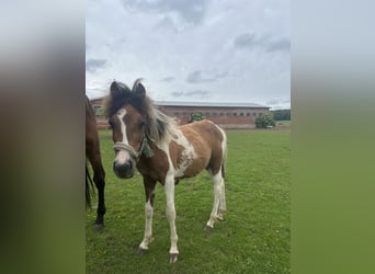 More ponies/small horses Mix, Stallion, 1 year, 13.1 hh, Pinto