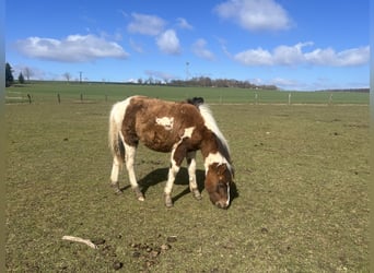 More ponies/small horses Mix, Stallion, 1 year, 13.1 hh, Pinto