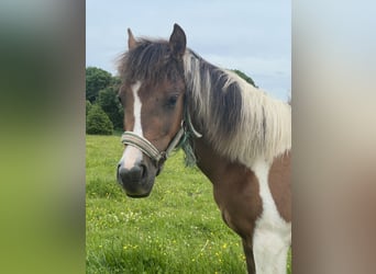 More ponies/small horses Mix, Stallion, 1 year, 13.1 hh, Pinto