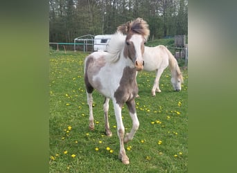 More ponies/small horses, Stallion, 1 year, 13.2 hh, Pinto