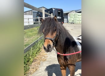 More ponies/small horses, Stallion, 1 year, 7,3 hh, Brown