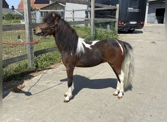More ponies/small horses, Stallion, 1 year, 7,3 hh, Brown