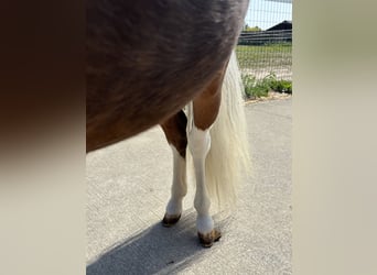 More ponies/small horses, Stallion, 1 year, 7,3 hh, Brown