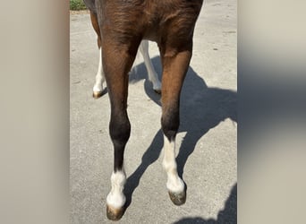 More ponies/small horses, Stallion, 1 year, 7,3 hh, Brown