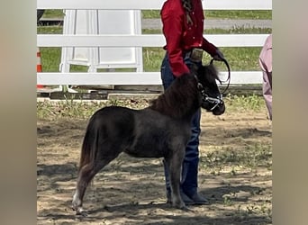 More ponies/small horses, Stallion, 1 year, Black