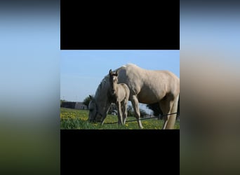 More ponies/small horses, Stallion, 1 year, Perlino