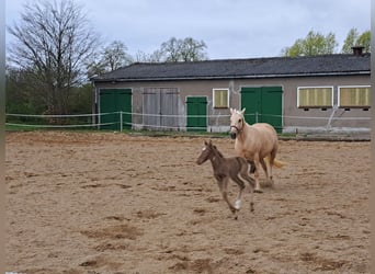 More ponies/small horses, Stallion, 1 year, Perlino