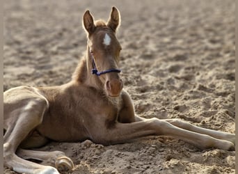More ponies/small horses, Stallion, 1 year, Perlino