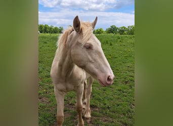 More ponies/small horses, Stallion, 1 year, Perlino