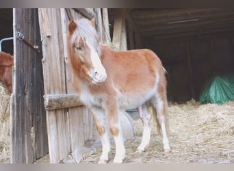 More ponies/small horses Mix, Stallion, 2 years, 10,2 hh, Chestnut-Red