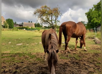 More ponies/small horses Mix, Stallion, 2 years, 10,2 hh, Chestnut-Red