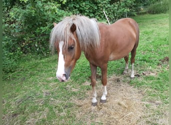 More ponies/small horses Mix, Stallion, 2 years, 10,2 hh, Chestnut-Red