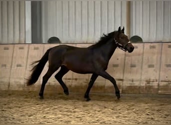 More ponies/small horses, Stallion, 2 years, 14.2 hh, Bay-Dark More ponies/small horses, Stallion, 2 years, 14.2 hh, Bay-Dark