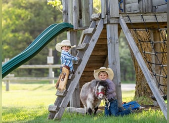 More ponies/small horses, Stallion, 2 years, 5,3 hh, Roan-Bay