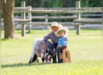 More ponies/small horses, Stallion, 2 years, 5,3 hh, Roan-Bay