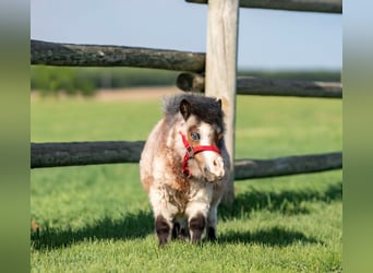 More ponies/small horses, Stallion, 2 years, 5,3 hh, Roan-Bay