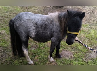 More ponies/small horses Mix, Stallion, 2 years, 9,2 hh, Grey-Blue-Tan