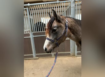 More ponies/small horses, Stallion, 2 years