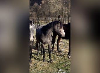 More ponies/small horses, Stallion, 2 years
