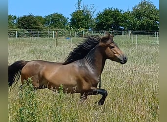 More ponies/small horses, Stallion, 3 years, 11,2 hh, Dun