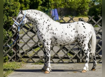 More ponies/small horses, Stallion, 3 years, 12.3 hh, Leopard-Piebald