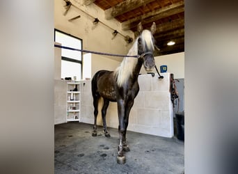 More ponies/small horses, Stallion, 3 years, 14.1 hh, Palomino