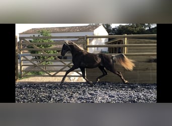 More ponies/small horses, Stallion, 3 years, 14.1 hh, Palomino