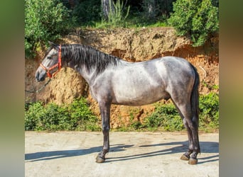 More ponies/small horses, Stallion, 3 years, 14 hh, Grey