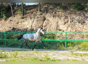 More ponies/small horses, Stallion, 3 years, 14 hh, Grey