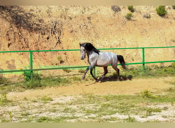 More ponies/small horses, Stallion, 3 years, 14 hh, Grey