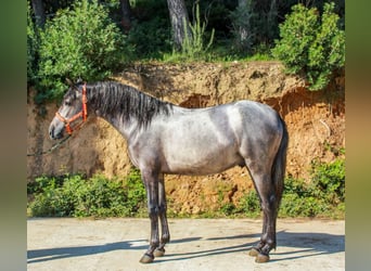 More ponies/small horses, Stallion, 3 years, 14 hh, Grey