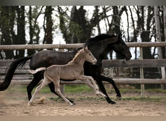 More ponies/small horses, Stallion, 3 years, 14,1 hh, Palomino