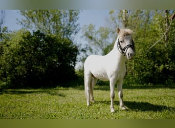 More ponies/small horses, Stallion, 3 years, 9,1 hh, Roan-Red