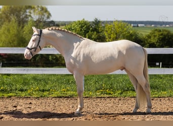 More ponies/small horses, Stallion, 4 years, 14.2 hh, Perlino