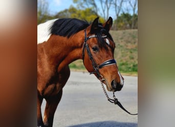 More ponies/small horses, Stallion, 5 years, 14 hh, Pinto