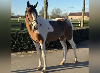 More ponies/small horses, Stallion, 5 years, 14,1 hh, Pinto