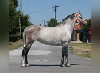 More ponies/small horses, Stallion, 6 years, 14,1 hh, Gray