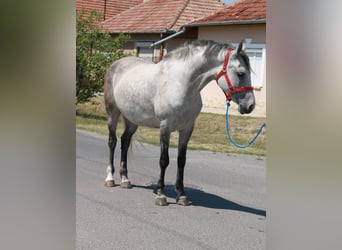 More ponies/small horses, Stallion, 6 years, 14,1 hh, Gray