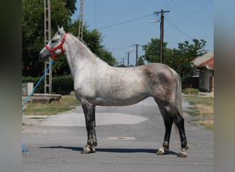 More ponies/small horses, Stallion, 6 years, 14,1 hh, Gray