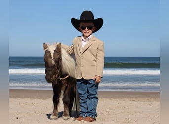 More ponies/small horses, Stallion, 7 years, 8.1 hh, Palomino