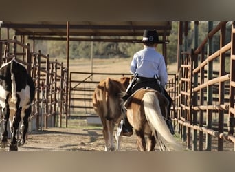 More ponies/small horses, Stallion, 7 years, 8.1 hh, Palomino