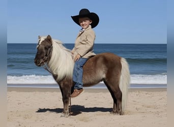 More ponies/small horses, Stallion, 7 years, 8.1 hh, Palomino